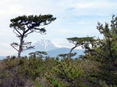 沼津千本松原と富士山